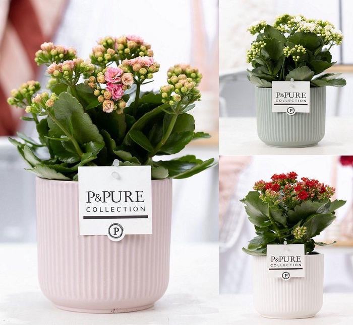 <h4>Kalanchoe mix in P&PURE Sophie ceramics ass. 3</h4>