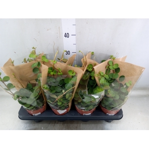 Peperomia tetraphylla 'Hope'