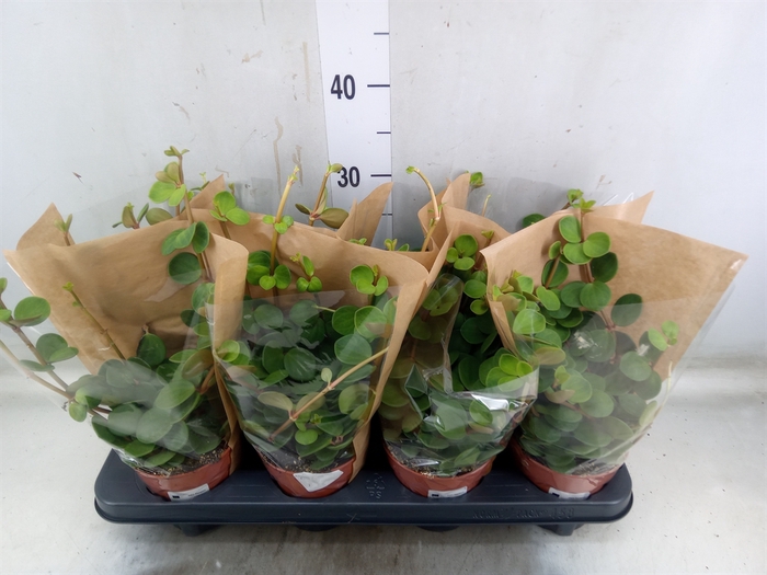 <h4>Peperomia tetraphylla 'Hope'</h4>