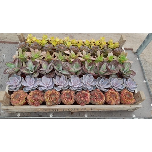 Succulenten mix in gazen bak