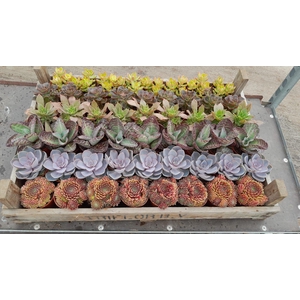 Succulenten mix in gazen bak