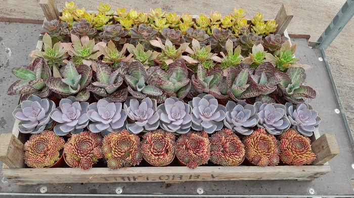 <h4>Succulenten mix in gazen bak</h4>