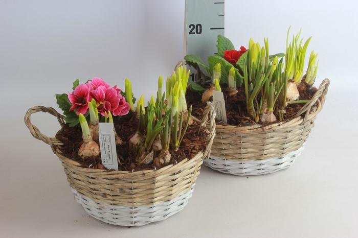 <h4>ARR BOL KNOLGEWAS</h4>