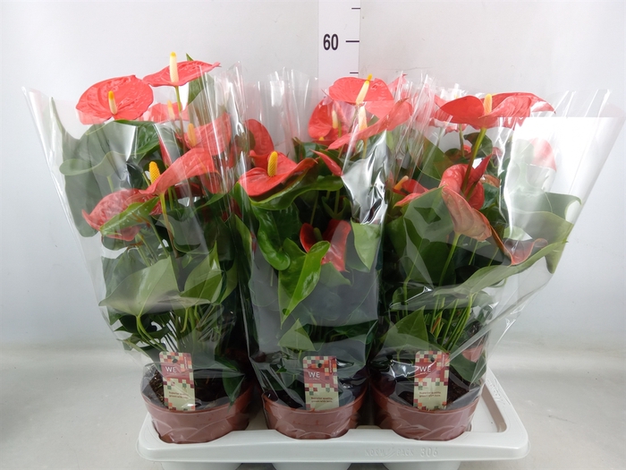 <h4>Anthurium andr. 'Sierra Orange'</h4>