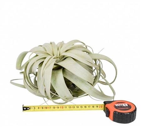 <h4>Tillandsia Xerographica X4</h4>