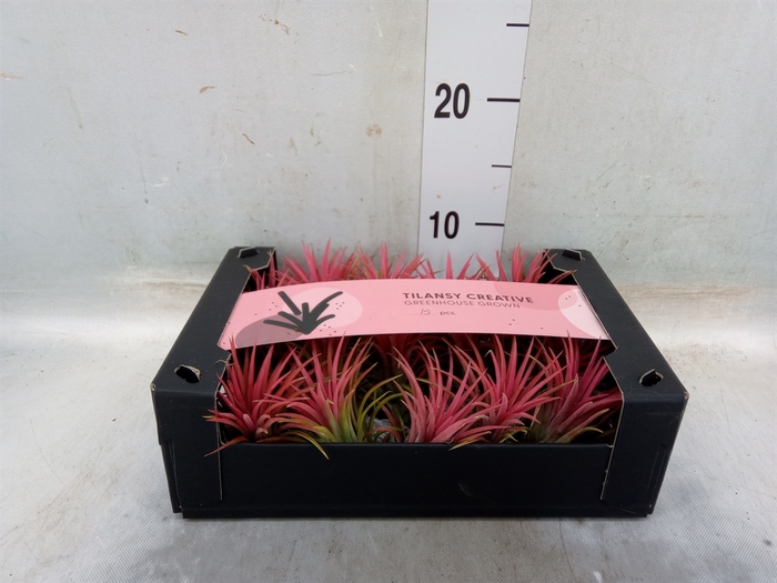 <h4>Tillandsia ionantha</h4>