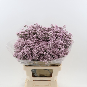 Limonium Safora Oshi Pink | Heavy Quality