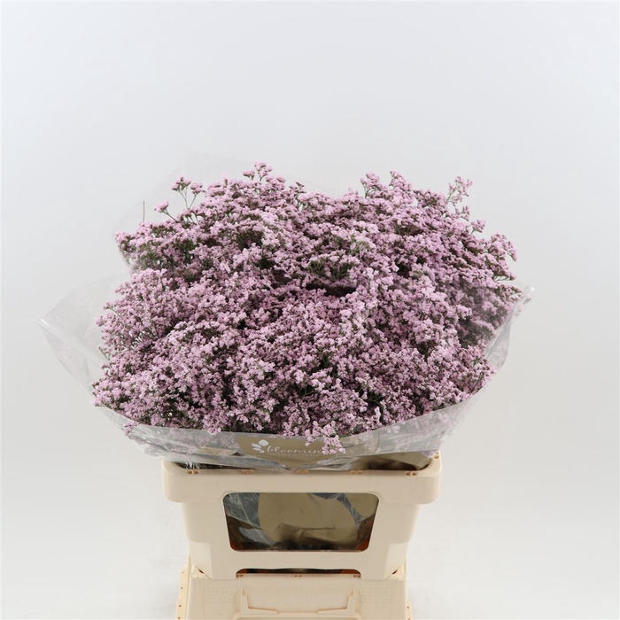 <h4>Limonium Safora Oshi Pink | Heavy Quality</h4>