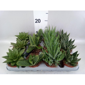 Aloe   ...mix