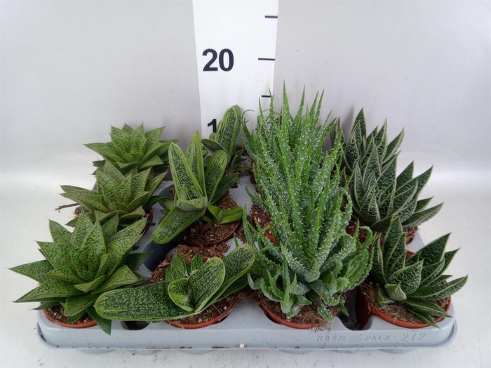<h4>Aloe   ...mix</h4>