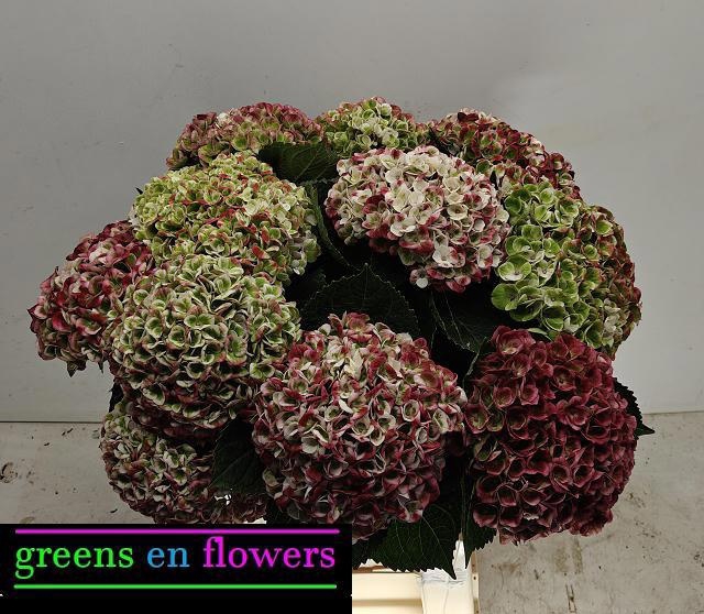 <h4>HYDR M MAG REV CL</h4>