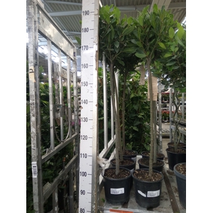 Laurus nobilis