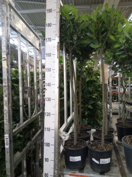 <h4>Laurus nobilis</h4>