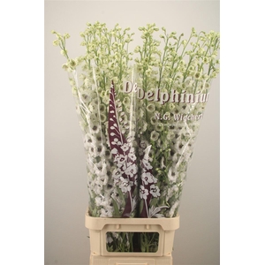 Delph El Dewi Rocket