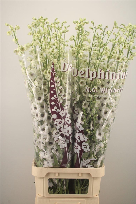 <h4>Delph El Dewi Rocket</h4>