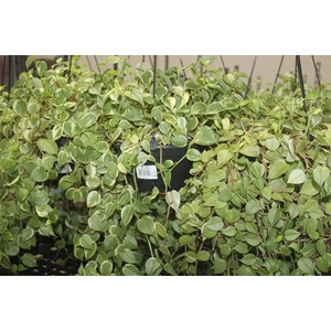 PEPEROMIA SCANDENS C21 MIN 50 CM PENDENTE
