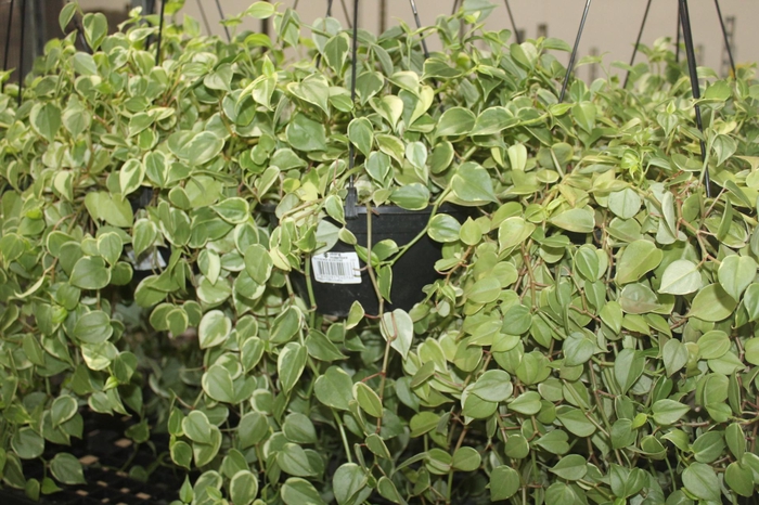 <h4>PEPEROMIA SCANDENS C21 MIN 50 CM PENDENTE</h4>