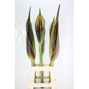 Arum Cyrtospermum Small