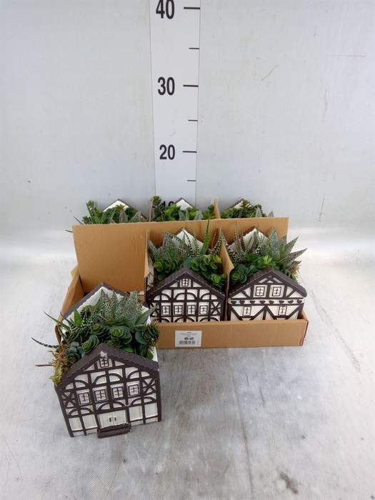 <h4>Arr.   Kamerplant Groen L%</h4>