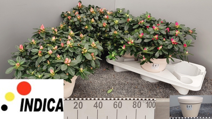 <h4>RHODO SI GEM 4 SRT</h4>