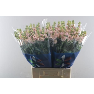 Matth Iron Apricot (zalm)