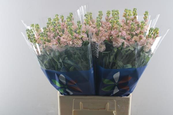 <h4>Matth Iron Apricot (zalm)</h4>