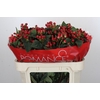 Hypericum True Romance Spray