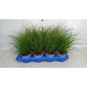 Carex brunnea