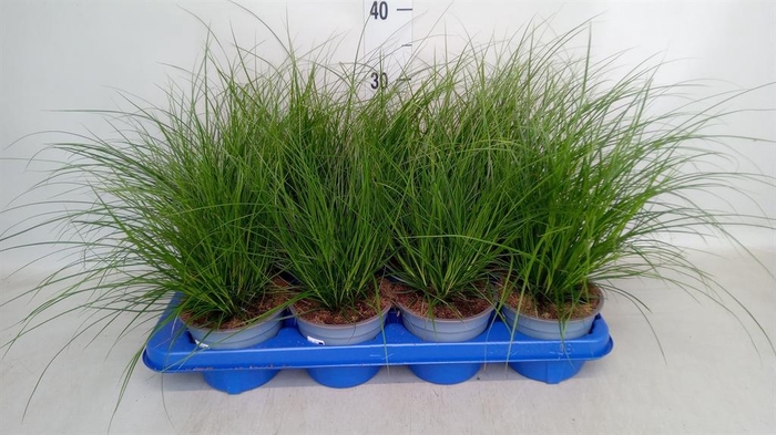 <h4>Carex brunnea</h4>