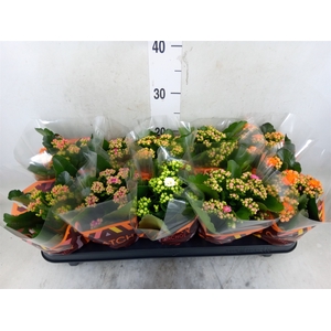 Kalanchoe blos.   ..rosebud mix  5