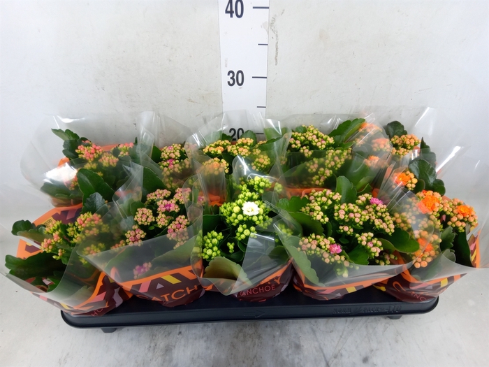<h4>Kalanchoe blos.   ..rosebud mix  5</h4>
