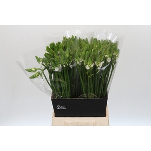 Ornithogalum Thyrsoides