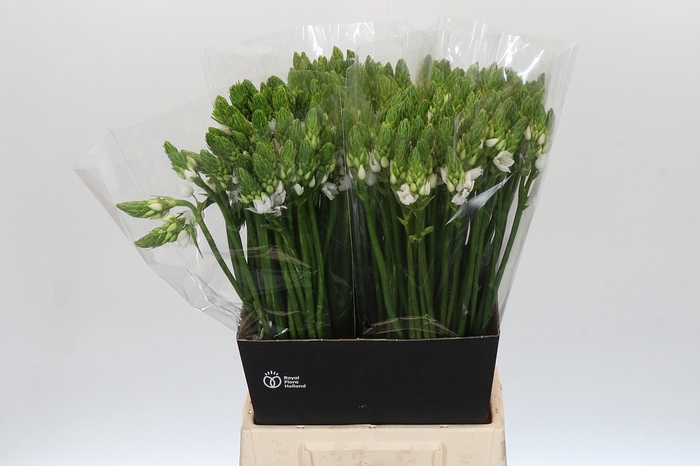 <h4>Ornithogalum Thyrsoides</h4>