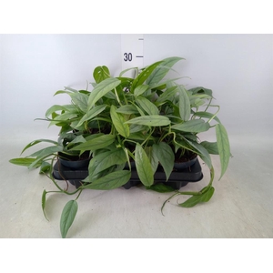 Epipremnum pinn. 'Cebu Blue'