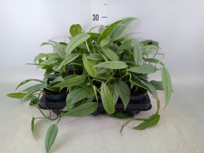 <h4>Epipremnum pinn. 'Cebu Blue'</h4>