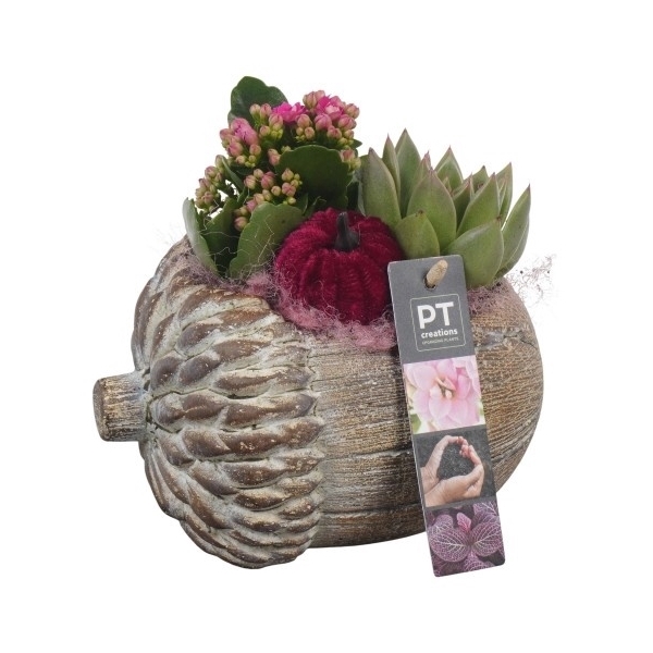 <h4>PTHI5494 Arrangement Herfst Indoor in beton pot</h4>