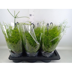 Rhipsalis baccifera 'Oasis'