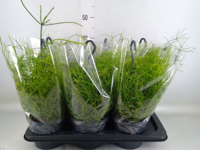 <h4>Rhipsalis baccifera 'Oasis'</h4>