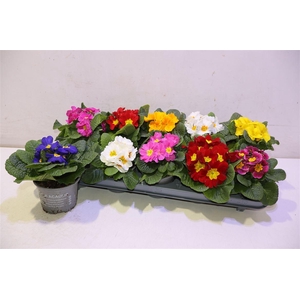 Prim Ac Paradiso Gem