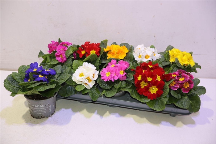 <h4>Prim Ac Paradiso Gem</h4>