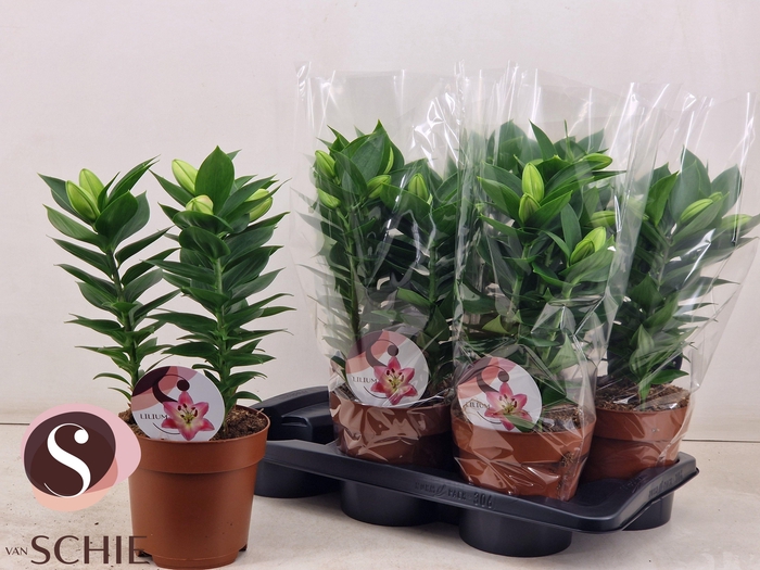 <h4>LIL OR SOUVENIR</h4>