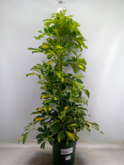 <h4>Schefflera arbor. 'Dalton'</h4>