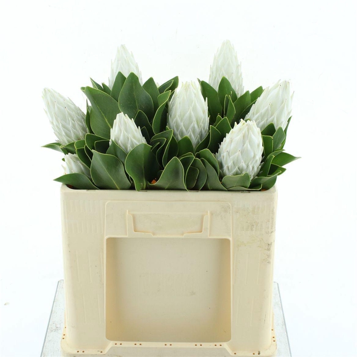 <h4>PROTEA WHITE NIGHT</h4>