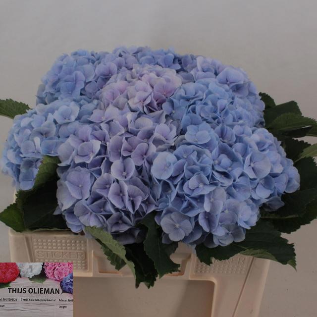 <h4>HYDR M CH VERENA BL</h4>