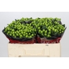 Hypericum Lucky Romance