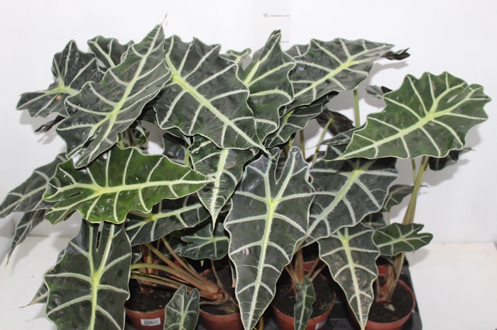 <h4>ALOCASIA POLLY P12</h4>