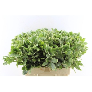 Pittosporum Ilan