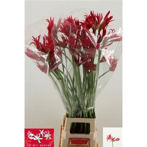 Nerine Co Desi Super