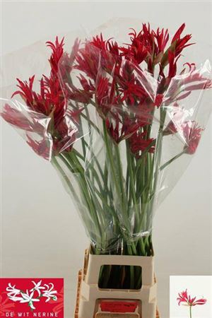 <h4>Nerine Co Desi Xxl</h4>