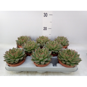 Echeveria   ...